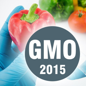 Man with gloves working with pepper in genetic engineering laboratory. GMO food concept.